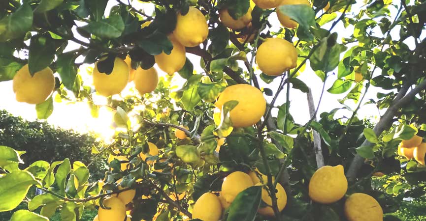 Limoni Siciliani  Limoni, limoni online, limoni in vendita, limone rosso